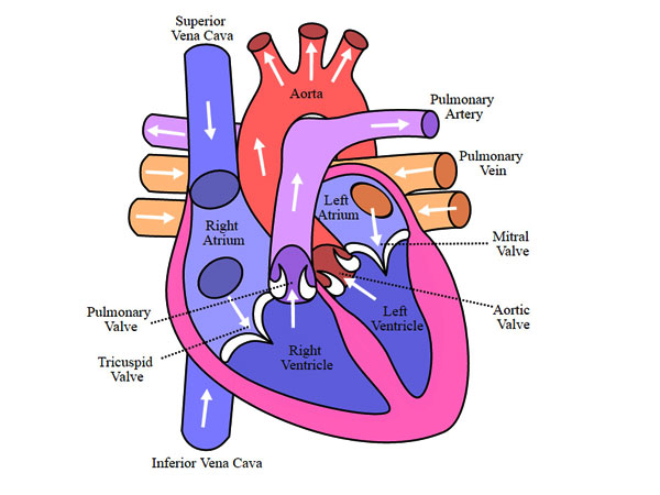 eLimu  Human Body