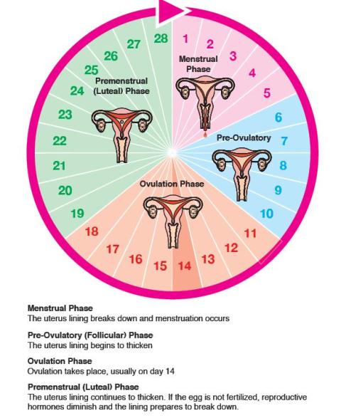 bleeding after menstruation