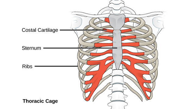 Rib Cage And Organs - 1903 Original Anatomy Illustration ...