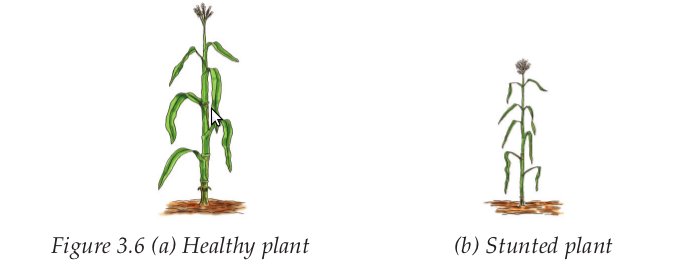 ELimu Plants