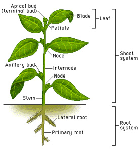 plant structure celery parts stem stems plants photosynthesis leaf basic leaves stalks diagram fruit root sticks structures different science flowers
