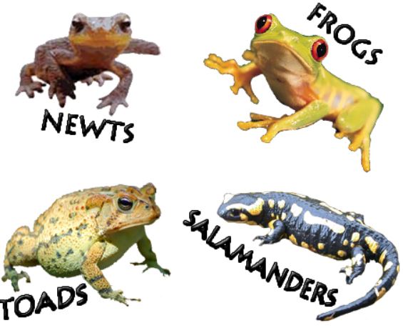 5 Examples Of Amphibians