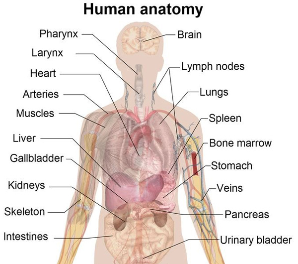The parts of the body and their uses 