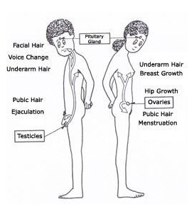 Physical changes during puberty