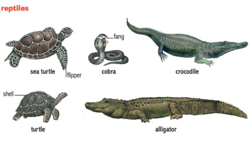 Five Main Groups of Animals With Backbone