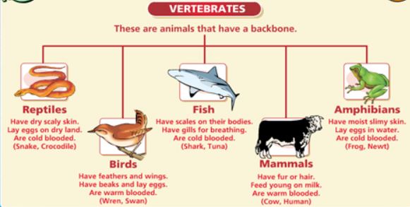 chart of cold blooded animals