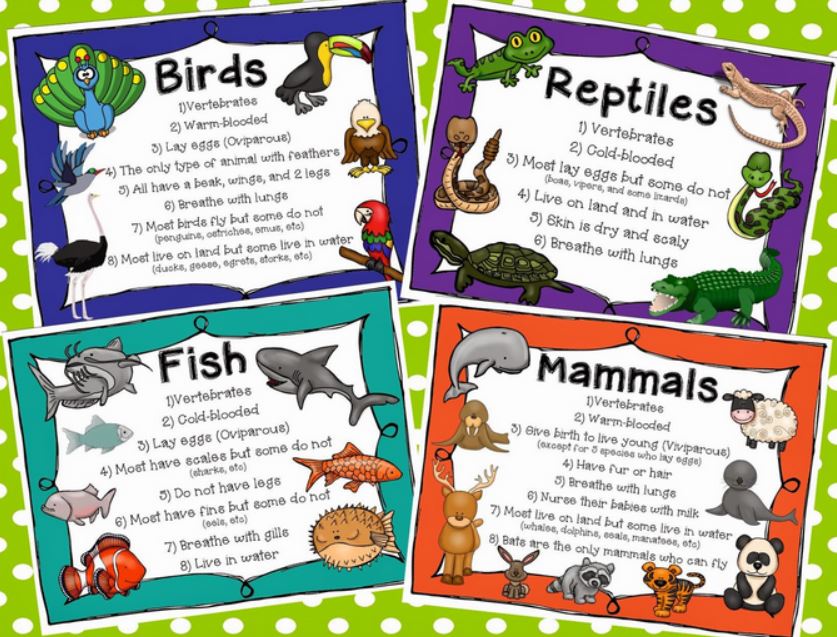 ELimu Animals